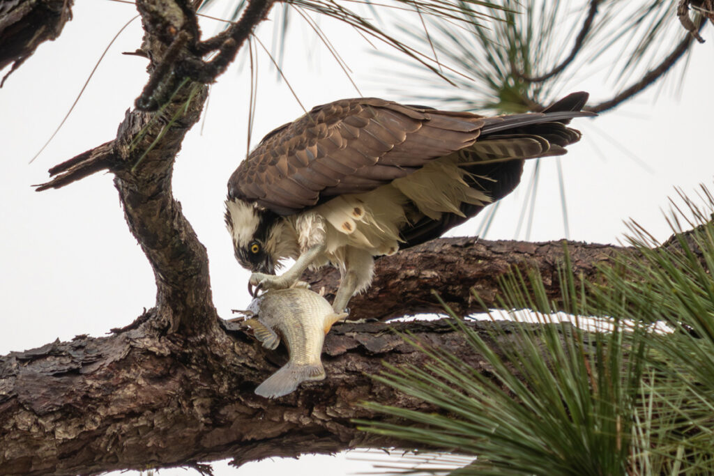 Osprey with Largemouth Bass © Jay Payne
