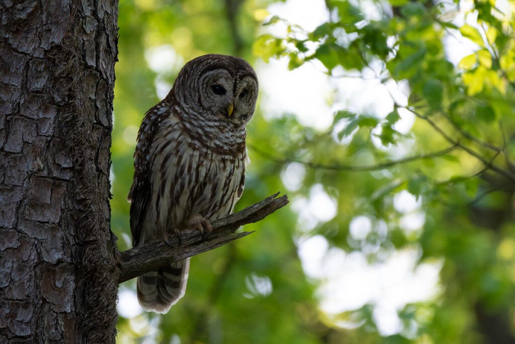 A Barred Owl blends in with a pine tree © Steven Seligsohn