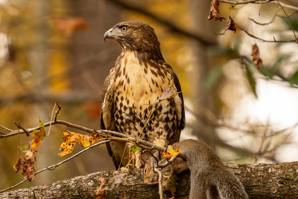A Red-Tailed Hawk perched in a tree with a squirrel