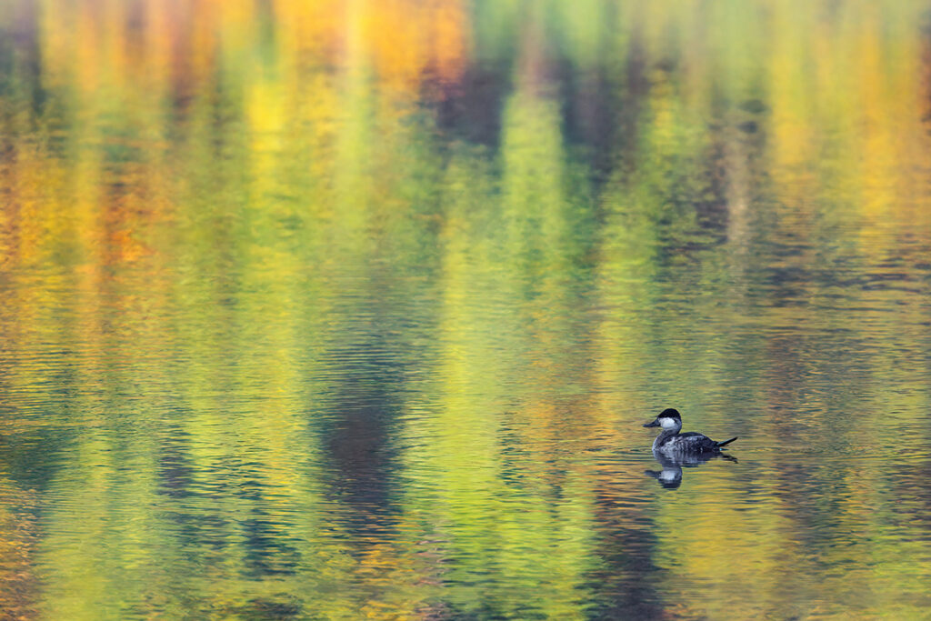 Open water with Ruddy Duck at sunrise in the fall © Susan Berthelot