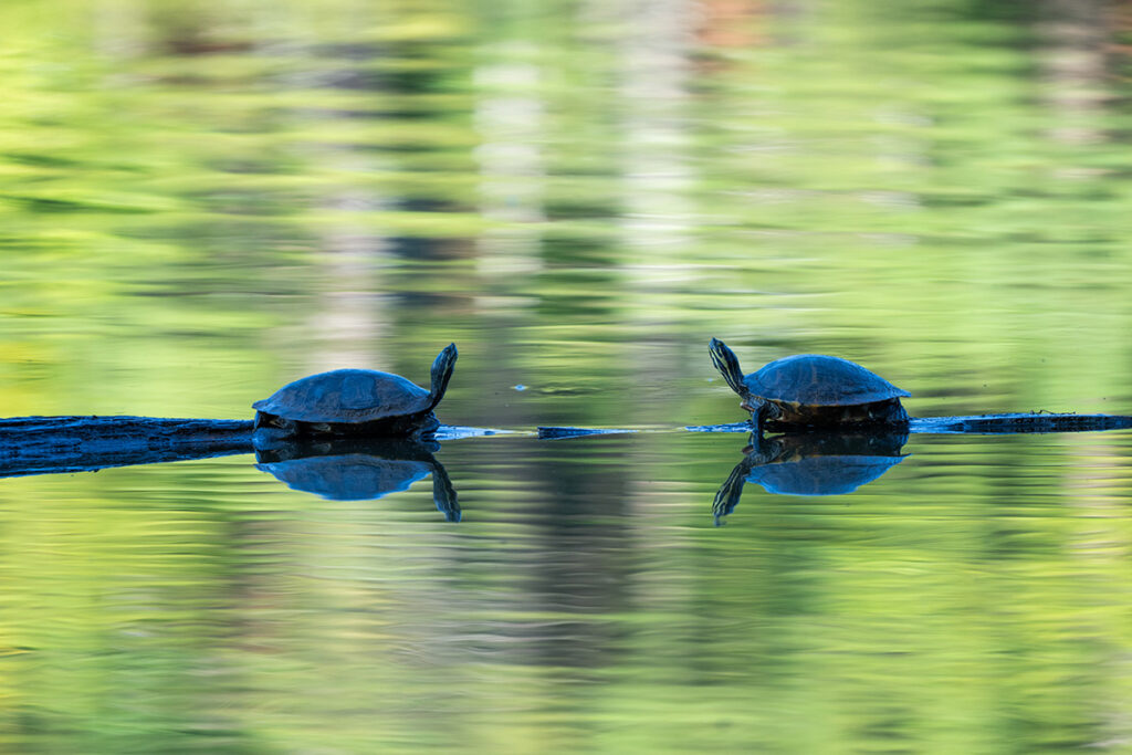 Two sliders face off on the lake © Steven Seligsohn