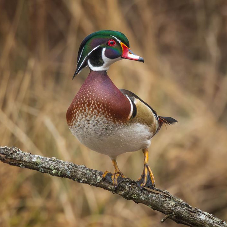 Wood Duck © T Fibus
