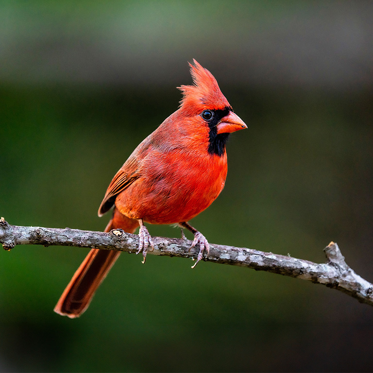Northern Cardinal