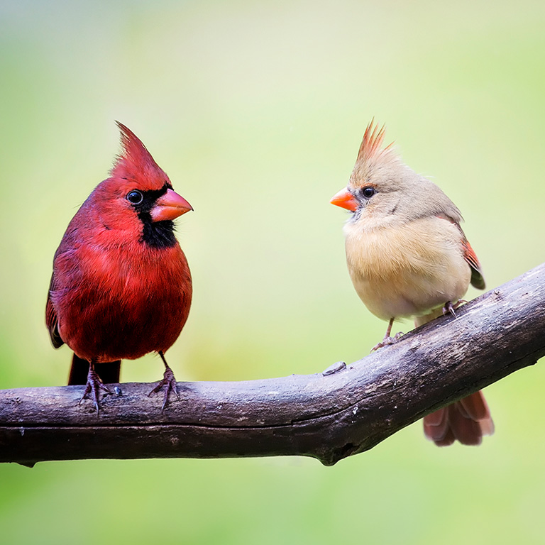Northern Cardinal Pair