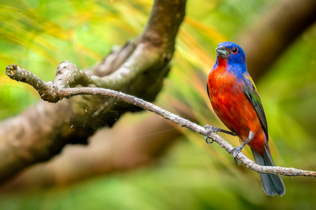 Painted Bunting © Steve Rushing