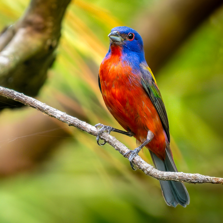 Painted Bunting © Steve Rushing