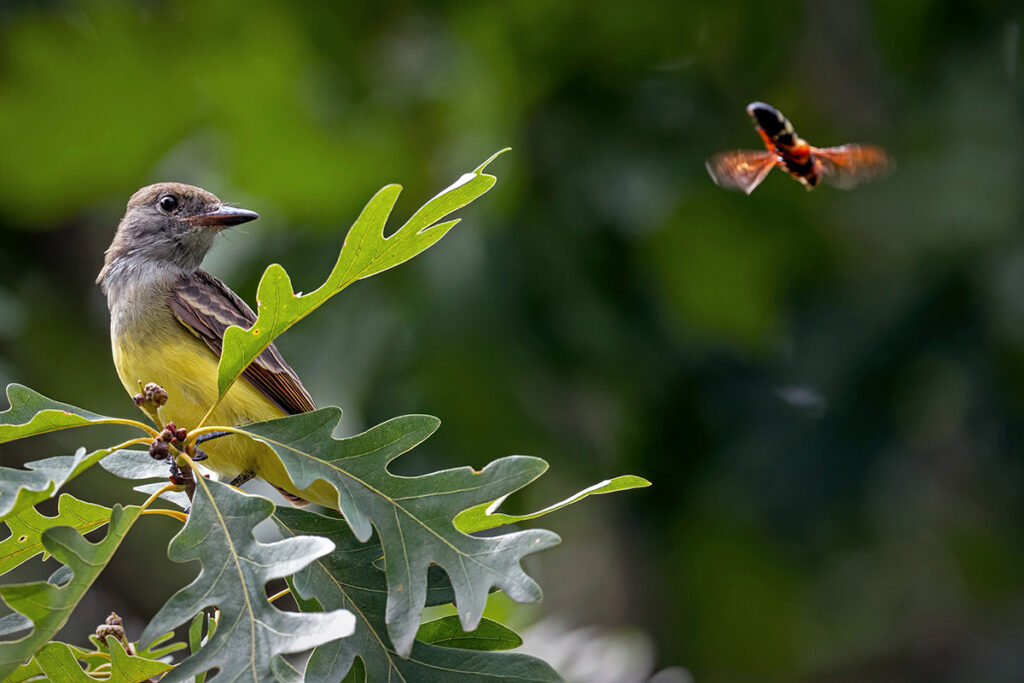 A large flycatcher with a yellow belly and grey head, perches in a tree. © Susan Berthelot