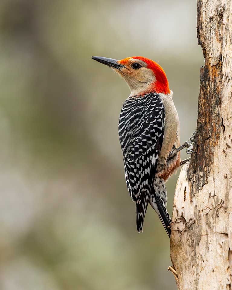 Red-bellied Woodpecker