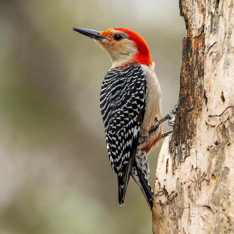 Red-bellied Woodpecker