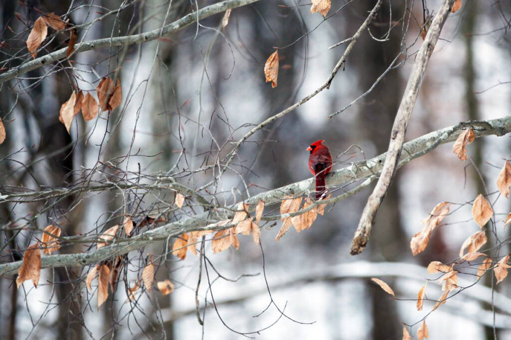 Northern Cardinal © Courtesy of Reynolds Nature Preserve