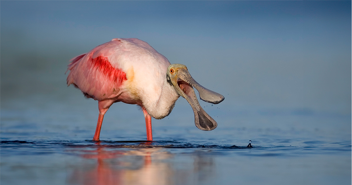 The Year of the Georgia Birding Trail