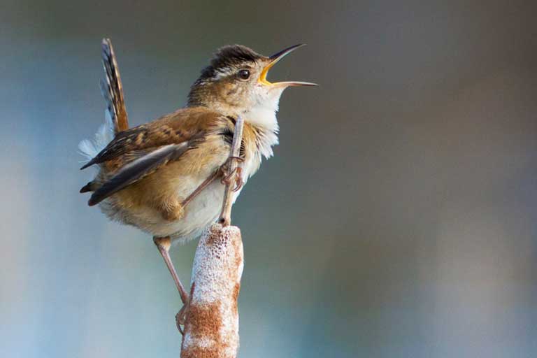 Screaming marsh wren