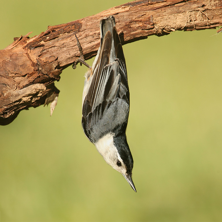 White-breasted Nuthatch