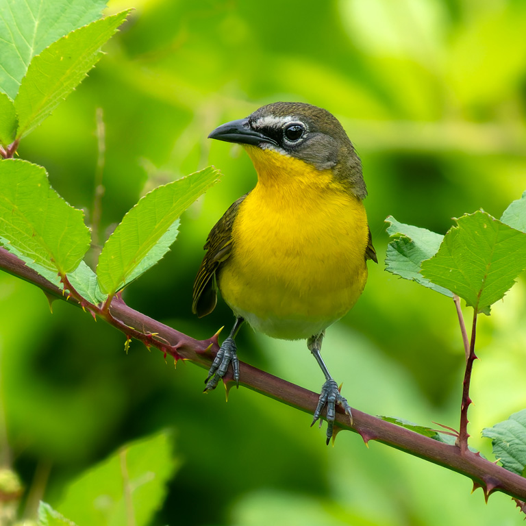 Yellow-breasted Chat © Steve Rushing
