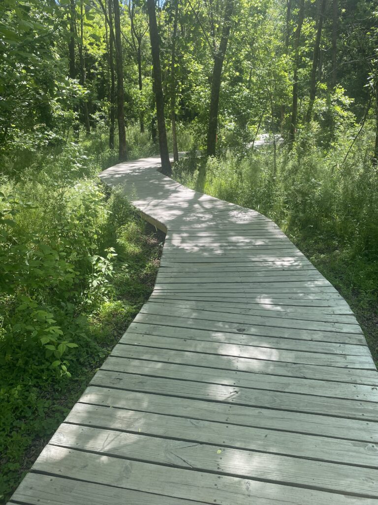A boardwalk runs through much of the Blue Heron.