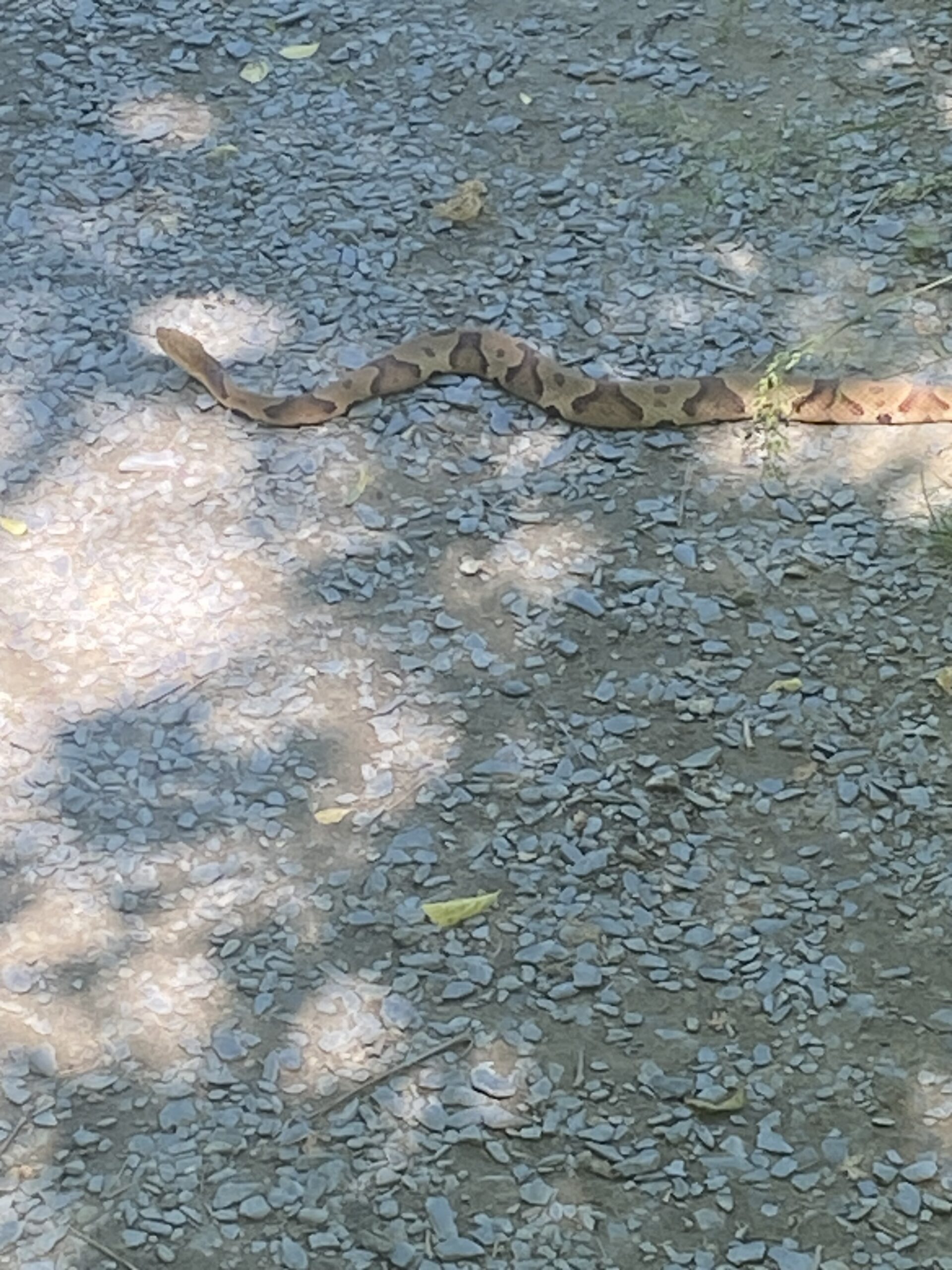Copperheads are among the animals present at the preserve.