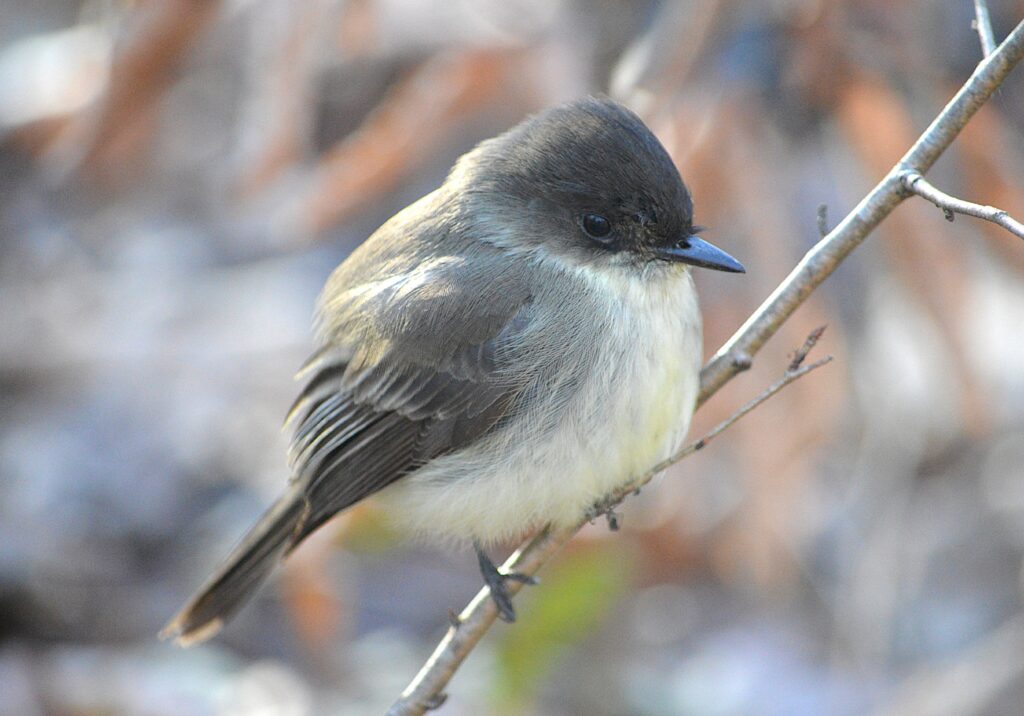An Eastern Phoebe at Fernbank Forest © Kathy Thompson