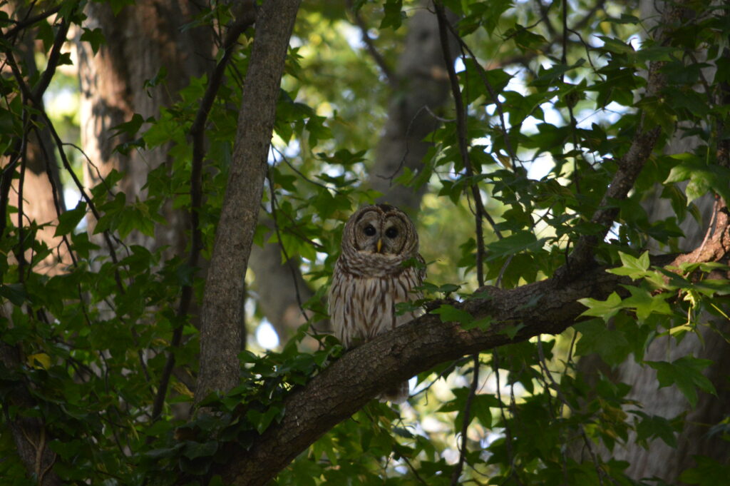 A Barred Owl at Fernbank Forest © Kathy Thompson