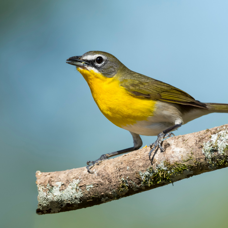 Yellow-breasted Chat