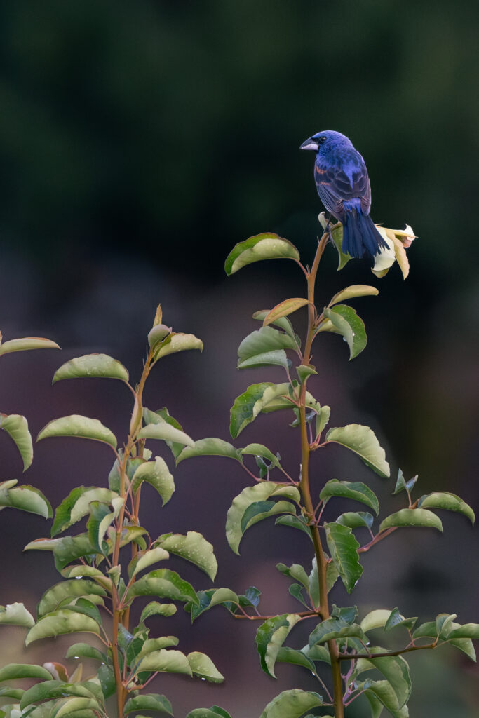 Alli Ruus Green Meadows Blue Grosbeak