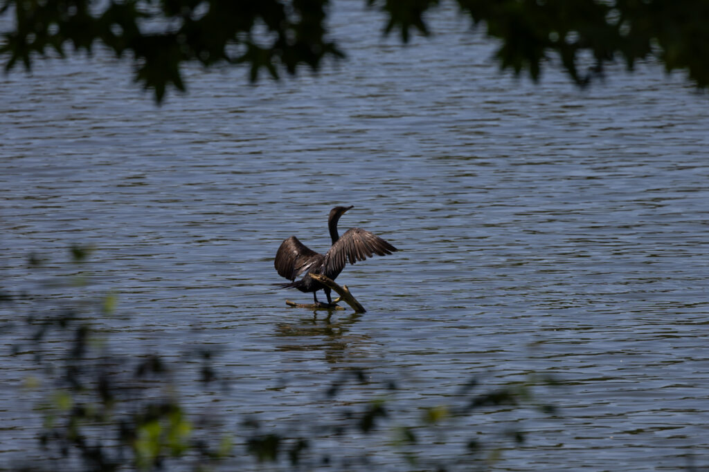 Alli Ruus Sweetwater Creek Double crested Cormorant