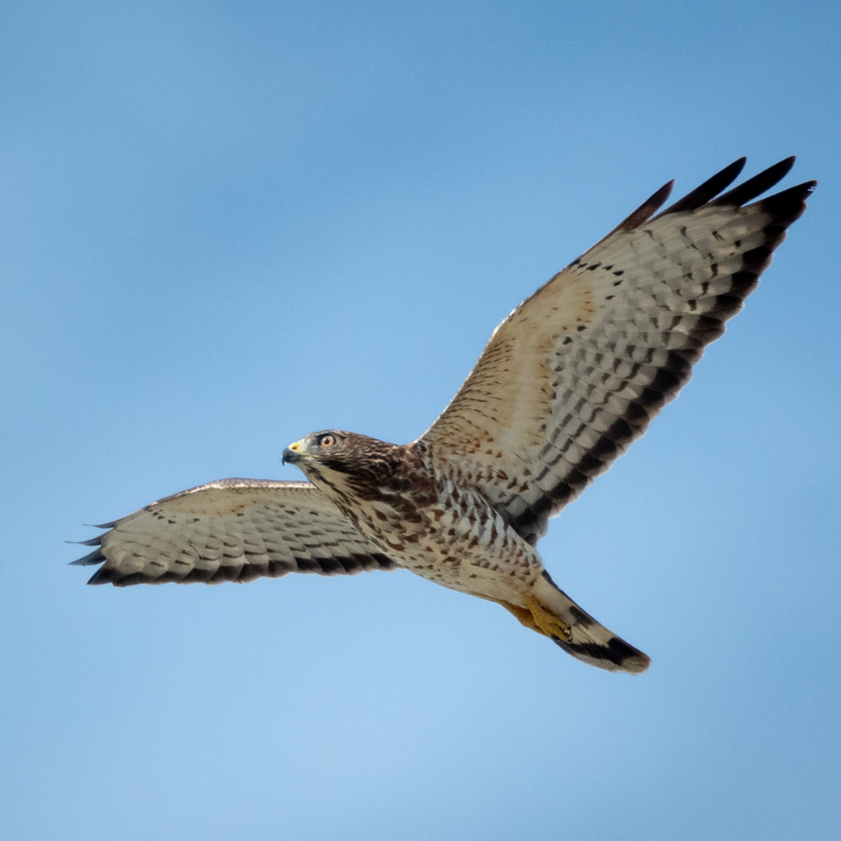 A Broad-winged Hawk in flight.
