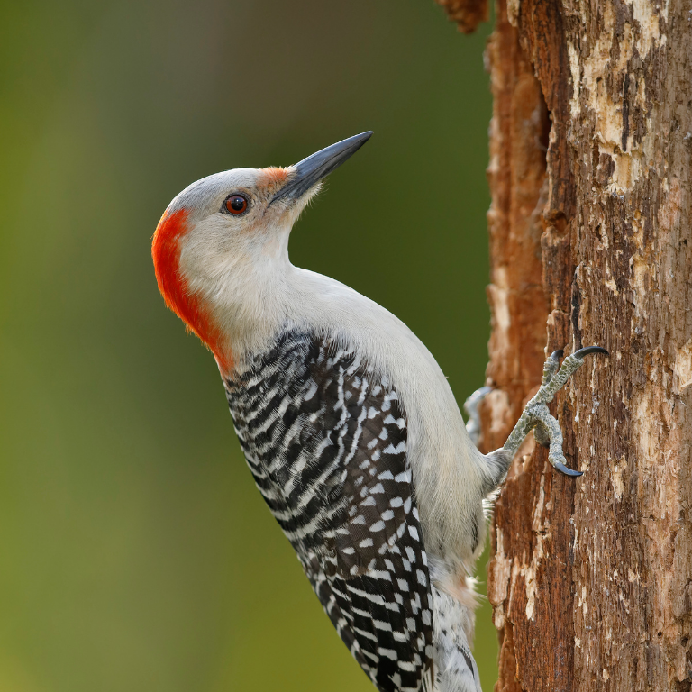 A Red-bellied Woodpecker clings to a tree.