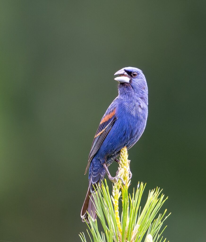 Blue Grosbeak Hyde Farm May 2025 Marietta Don Kopanoff