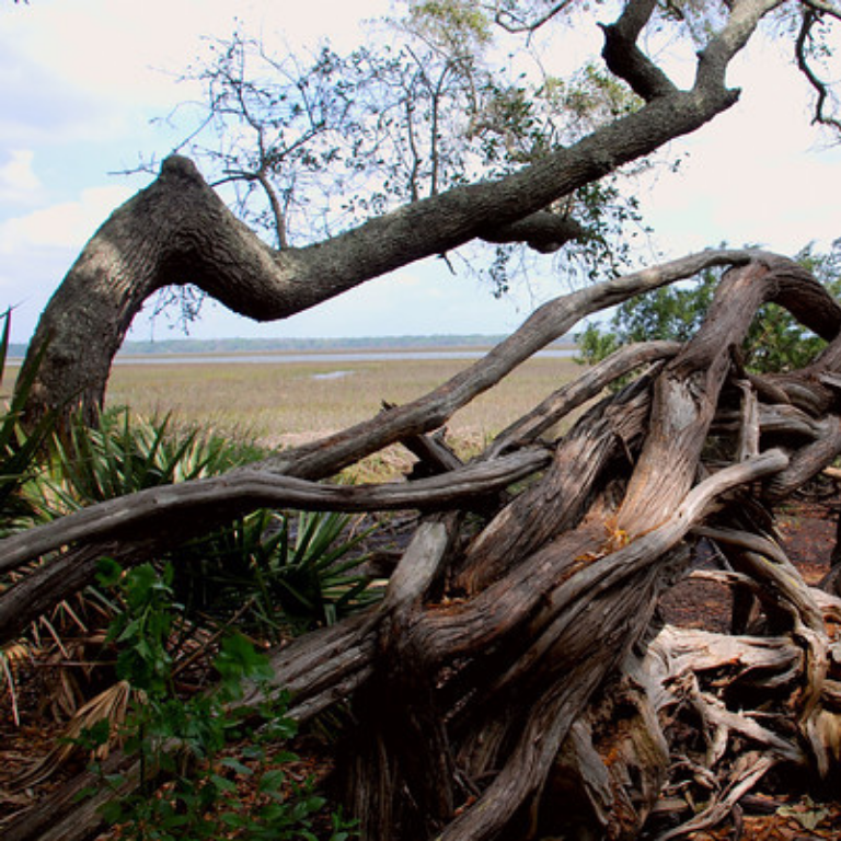 Crooked River gnarled trees along the marsh