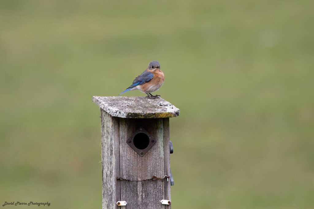 Eastern Bluebird and nestbox