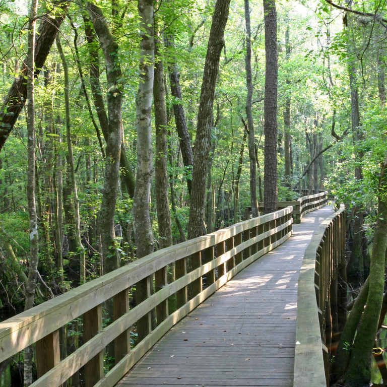 A boardwalk at General Coffee State Park winds through a wet forest