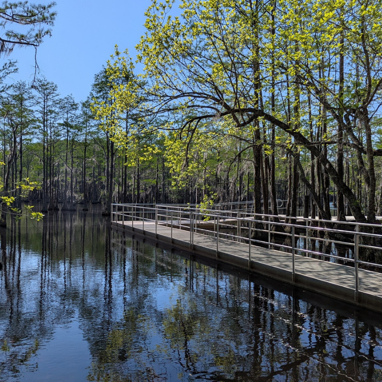 George L Smith State Park boardwalk around cypress trees
