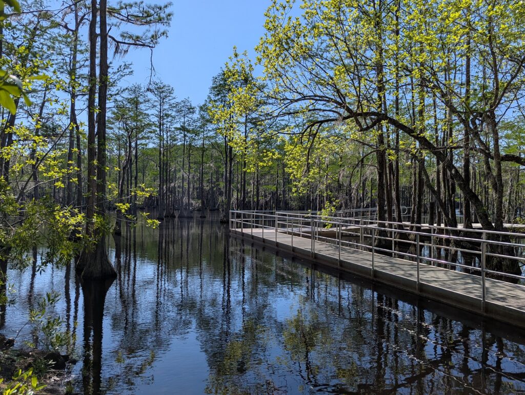 George L. Smith State Park Photo Courtesy of Georgia State Parks and Historic Sites