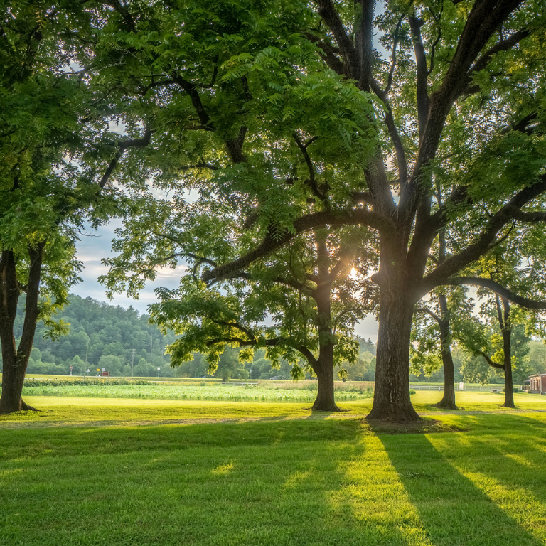 A tree lined road at Hardman Farm