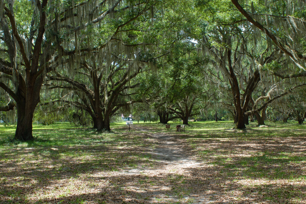 Hofwyl Broadfield Plantation near Brunswick, Georgia 06 19