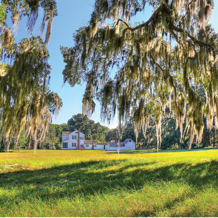Spanish Moss hangs off of Live Oak trees at Hofwyl Broadfield