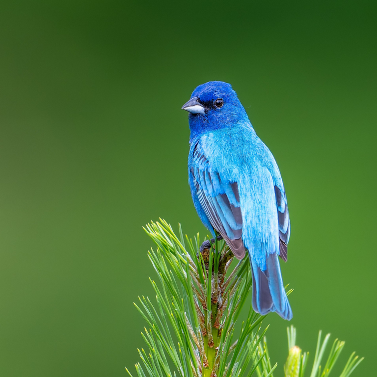 Hyde Farm Park Indigo Bunting by Don Kopanoff