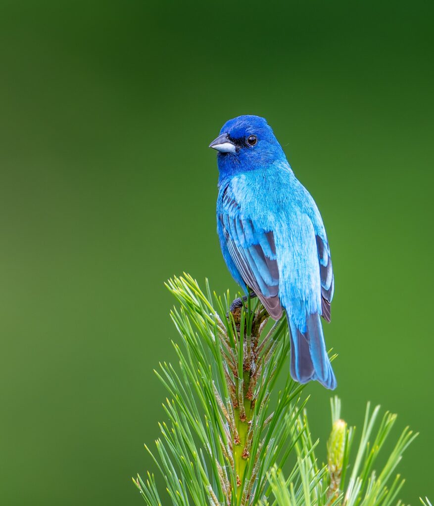 Indigo Bunting May 2025 Hyde Farm Marietta Don Kopanoff