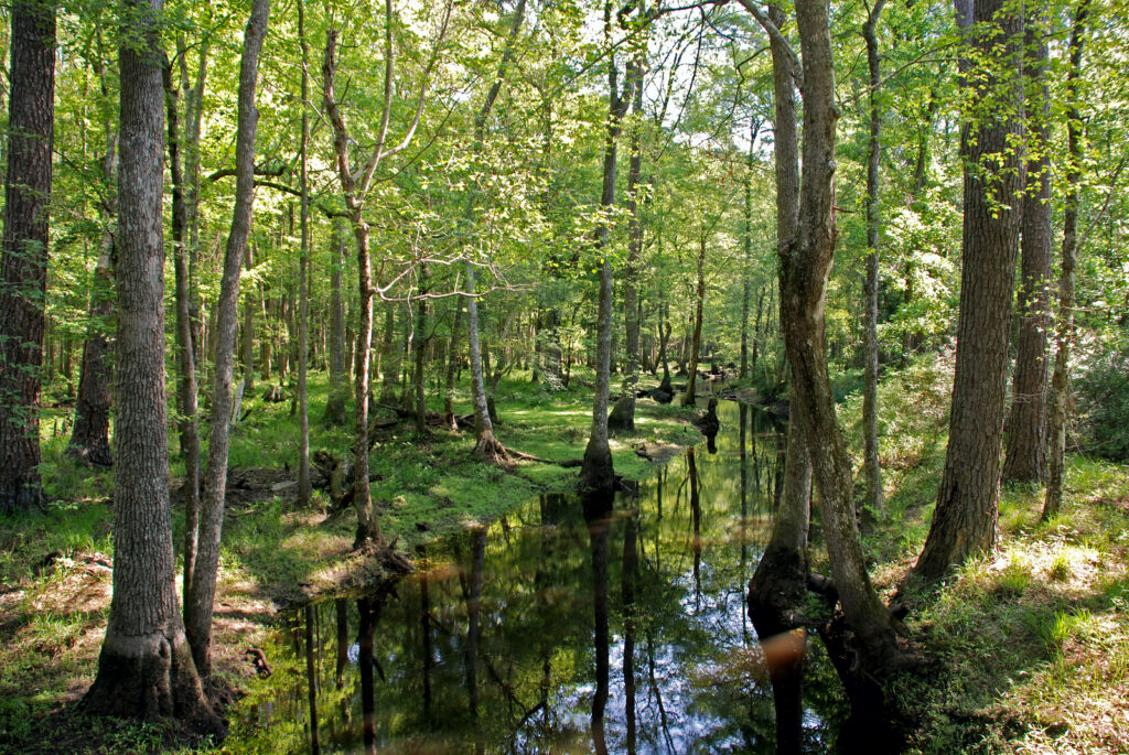 Jack Hill State Park Photo Courtesy of Georgia State Parks and HIstoric Sites