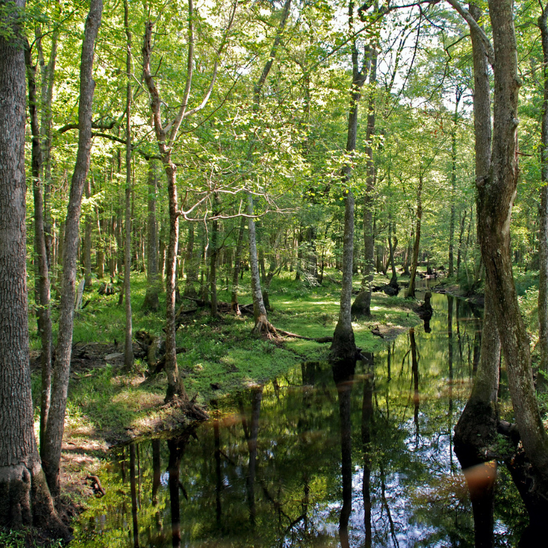 wetland swamp at Jack Hill