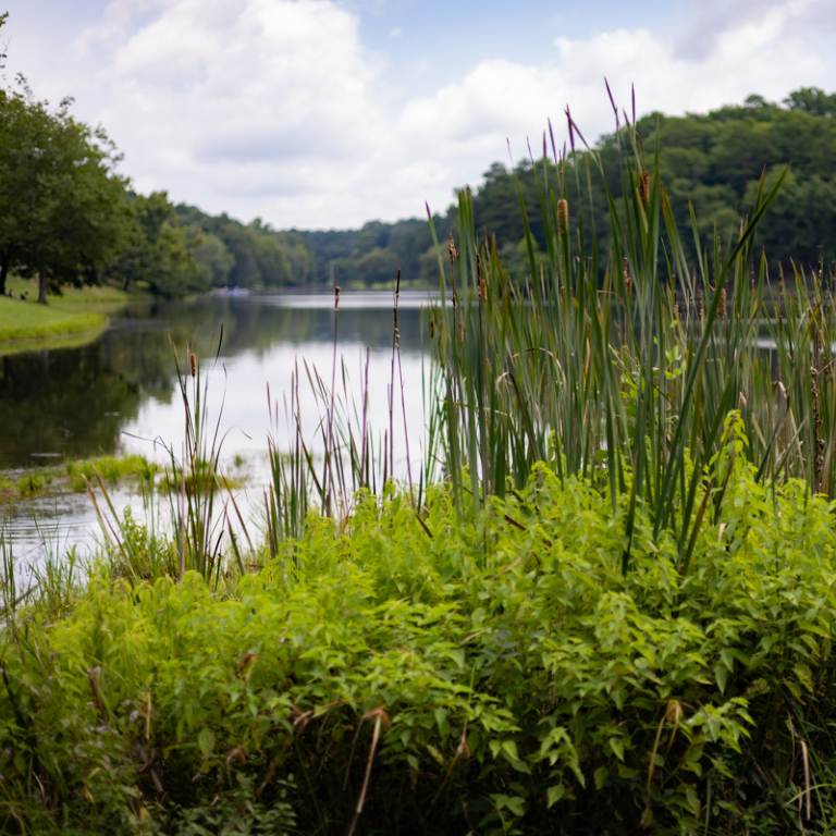 James H. Floyd Lake with vegetation