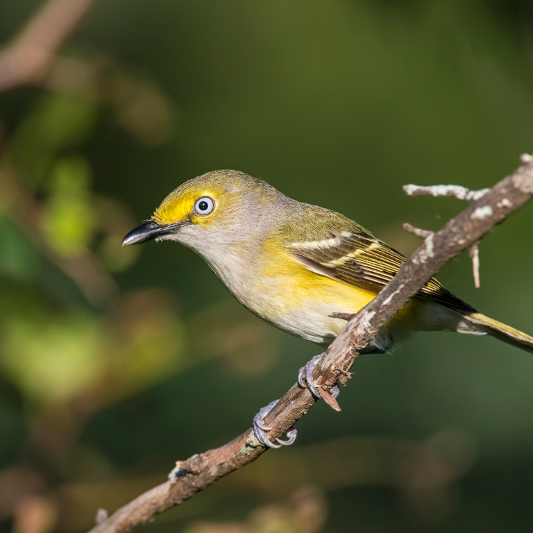 A bird with a white eye, yellow head, and greyish body perches on a branch