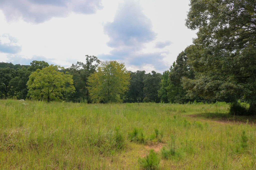 Kemp Park Sara Micklos Meadow