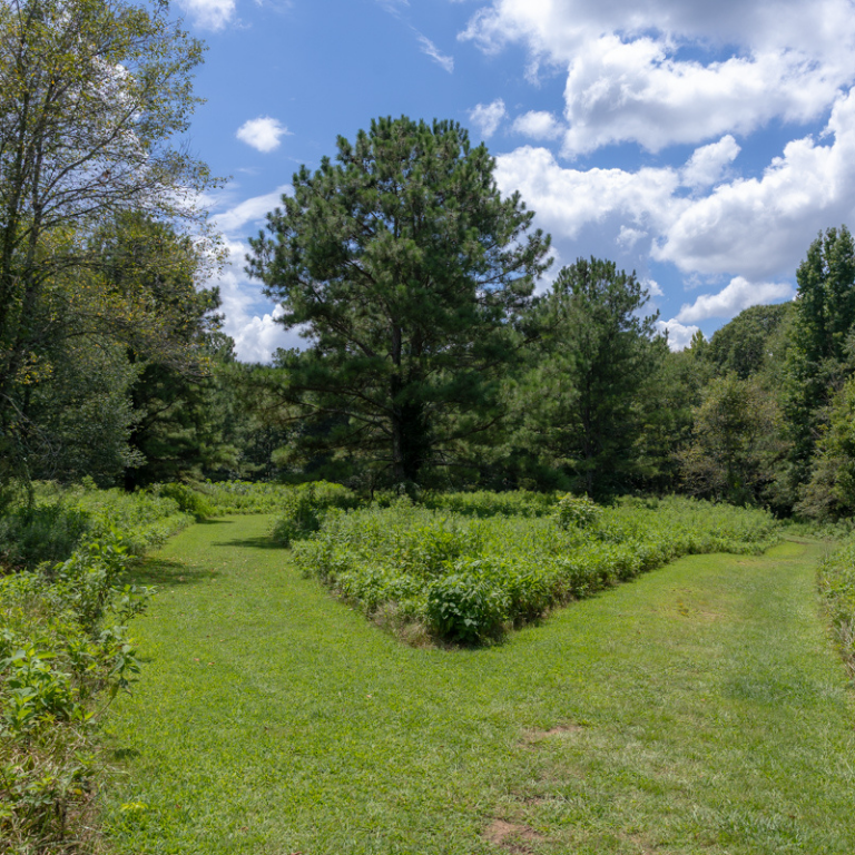 Leone Price Park Trail. Grass with trees