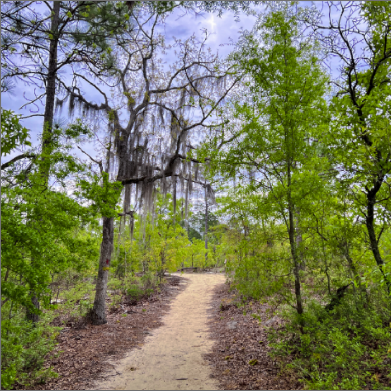 Little Ocmulgee trail through upland forest