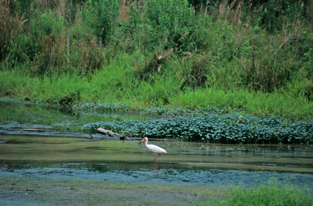 Magnolia Springs State Park Photo Courtesy of Georgia State Parks and Historic Sites