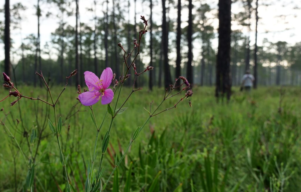 Meadow beauty blooming in a longleaf pine stand at River Creek WMA (GaDNR)