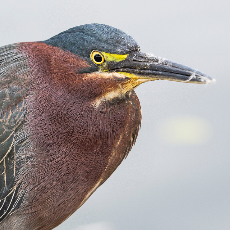 A green heron.