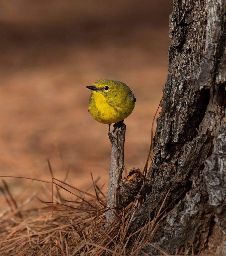 Pine Warbler Hyde Farm April 2026 Don Kopanoff
