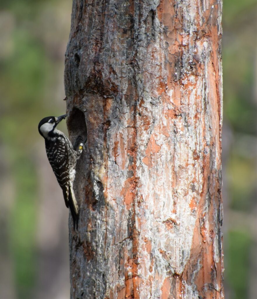 Red cockaded woodpecker at a River Creek WMA nest (GaDNR)